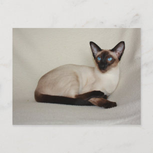 Cartão Postal Sal Point Siamese Cat Jazell Postcard