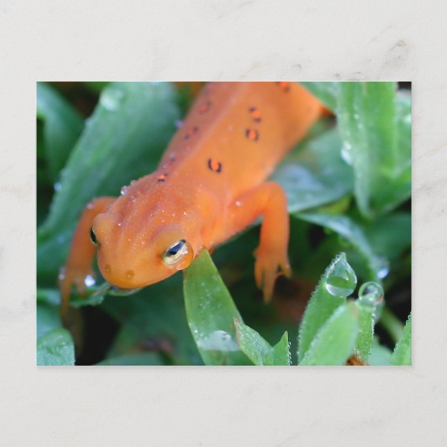 Cartão Postal Salamandra Laranja Vermelha Eft Natureza (Frente)