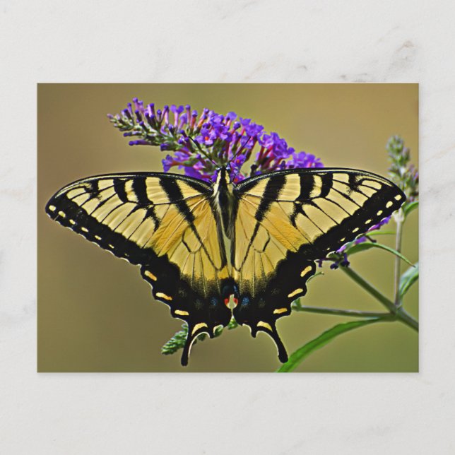 Cartão Postal saldo (Frente)