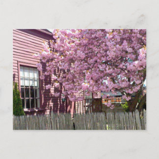 Cartão Postal Salem Pink Blossoms