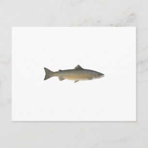 Cartão Postal Salmão Atlântico