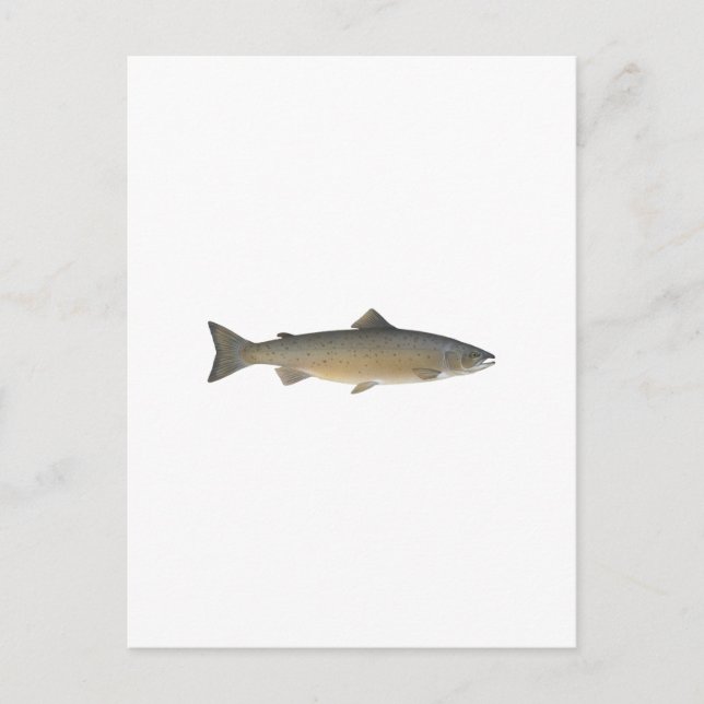 Cartão Postal Salmão Atlântico (Frente)