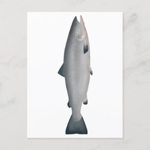 Cartão Postal Salmão Atlântico - Fase Oceânica
