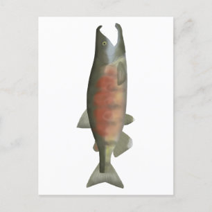 Cartão Postal Salmão Chum - Fase de Desova