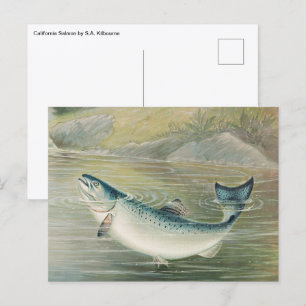 Cartão Postal Salmão da Califórnia por S.A. Kilbourne, Peixe Vin