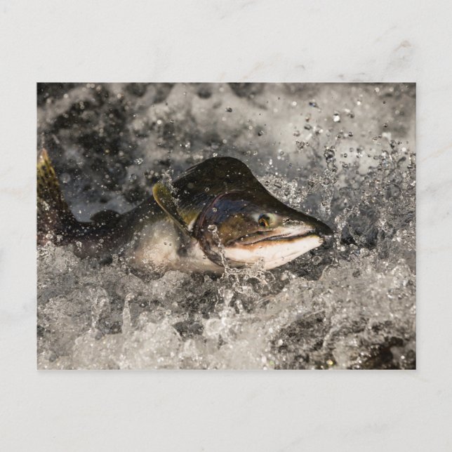 Cartão Postal Salmão de Salmão (Frente)