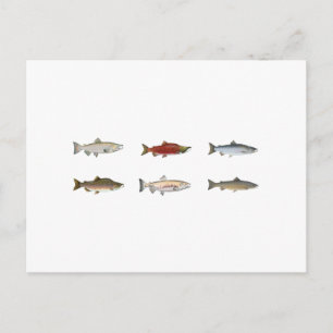 Cartão Postal Salmão Selvagem