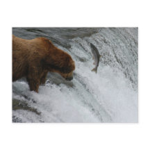 Salmões de pesca de ursos, Brooks Falls Alasca