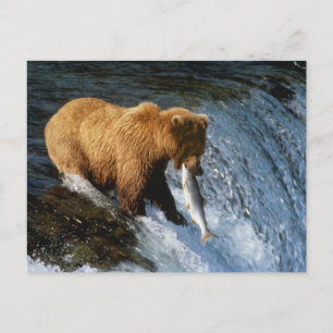 Cartão Postal Salmões de travamento do Alasca do urso de Brown