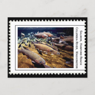 Cartão Postal Salmon Washington