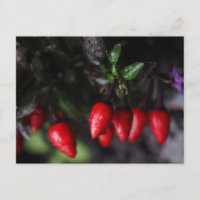 Salsa Chili Peppers Red Hot Garden