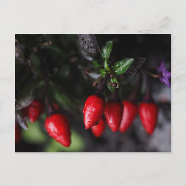 Cartão Postal Salsa Chili Peppers Red Hot Garden (Frente)