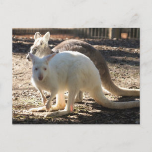 Cartão Postal Salt & Pepper Wallaby