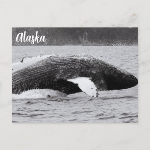 Cartão Postal Salto de Baleia Jubarte Preto e Branco