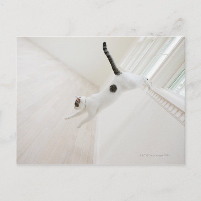 Cartão Postal Salto de gato (Frente)
