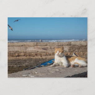 Cartão Postal Salto de Gato pelo Mar