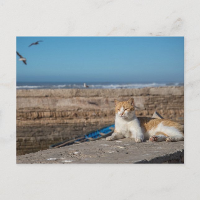 Cartão Postal Salto de Gato pelo Mar (Frente)