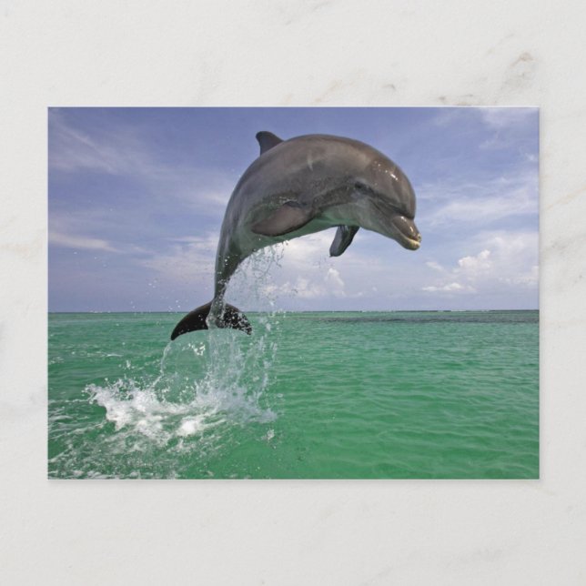 Cartão Postal Salto de golfinho (Frente)