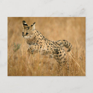 Cartão Postal Salto do Serval (Leptailurus Serval)