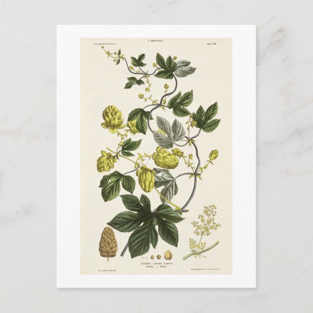 Cartão Postal Salto Vine, do 'Jovem Landsman', publicou Vie (Frente)