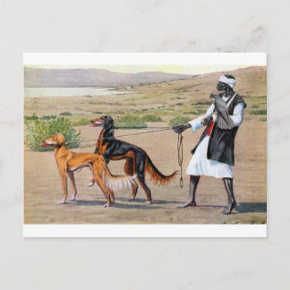 Cartão Postal saluki