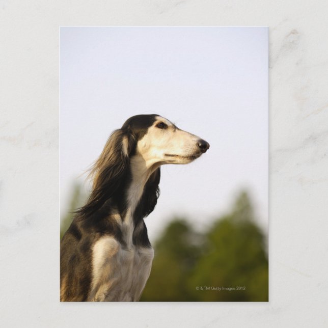 Cartão Postal Saluki (Frente)