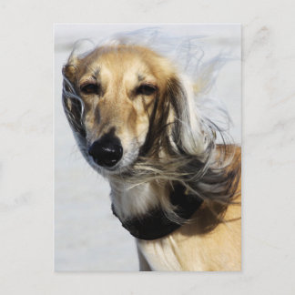 Cartão Postal Saluki Portrait