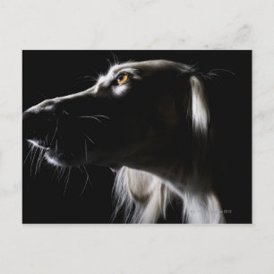 Cartão Postal Saluki, retrato