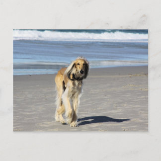 Cartão Postal Saluki Stroll na praia