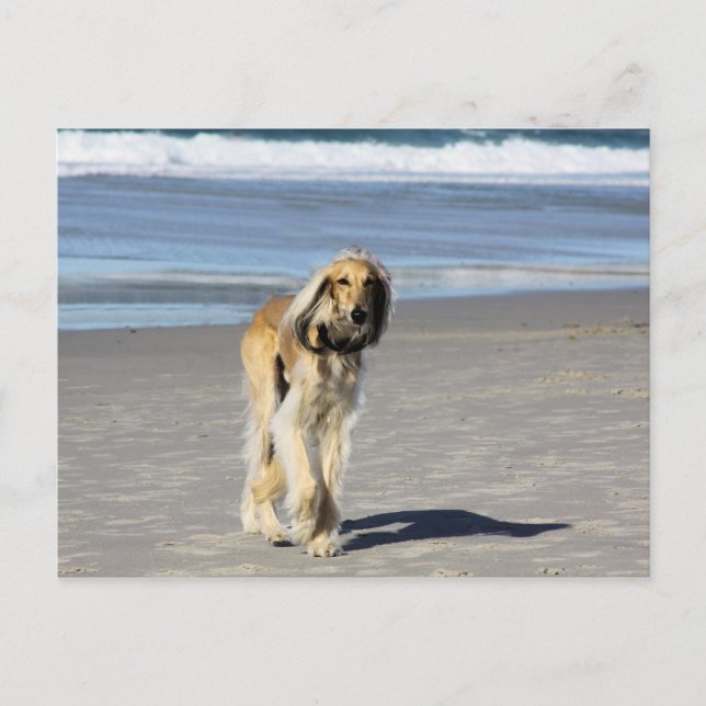 Cartão Postal Saluki Stroll na praia (Frente)
