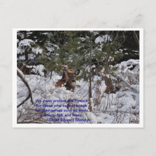 Cartão Postal Salvar As Florestas