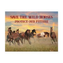 Salvar os cavalos selvagens