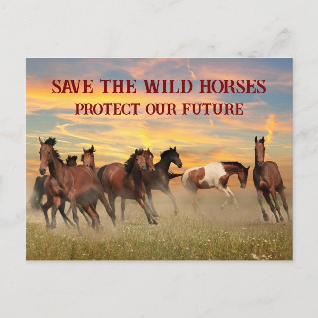 Cartão Postal Salvar os cavalos selvagens (Frente)