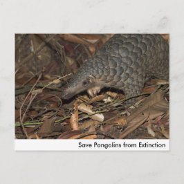 Cartão Postal Salvar Pangolins do Cartão-Postal de Extinção