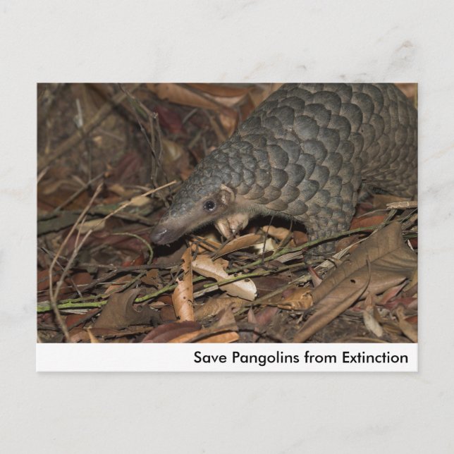 Cartão Postal Salvar Pangolins do Cartão-Postal de Extinção (Frente)