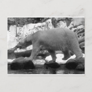 CARTÃO POSTAL SALVE AS BARRAS POLARES