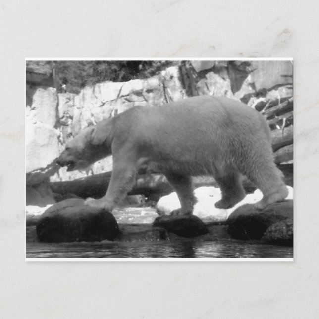 CARTÃO POSTAL SALVE AS BARRAS POLARES (Frente)