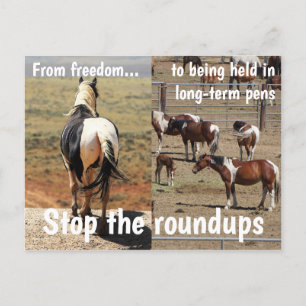Cartão Postal Salve nossa campanha de cavalos selvagens