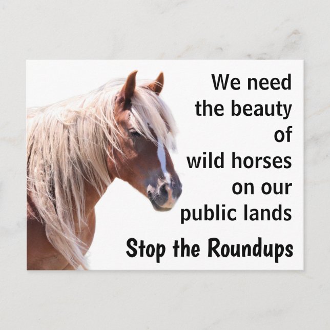 Cartão Postal Salve nossos cavalos selvagens (Frente)