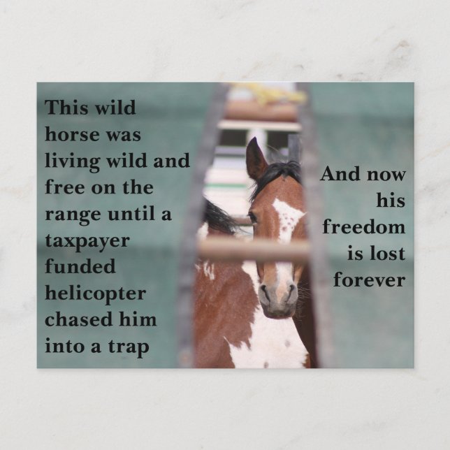 Cartão Postal Salve nossos cavalos selvagens (Frente)