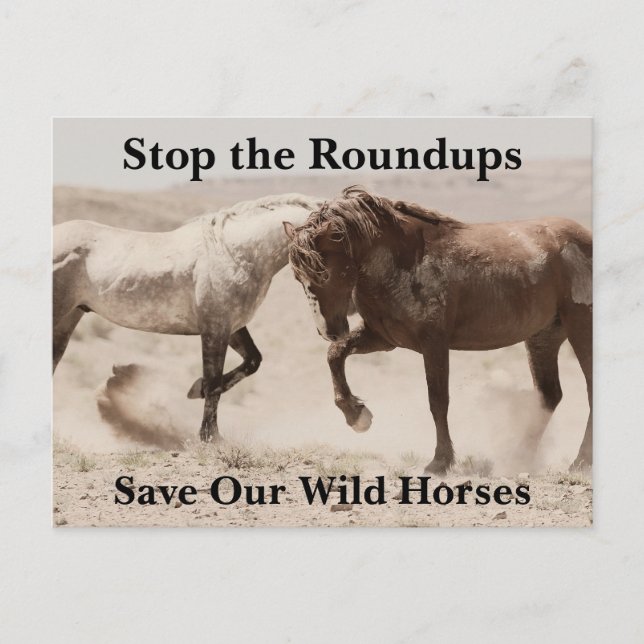 Cartão Postal Salve nossos cavalos selvagens (Frente)