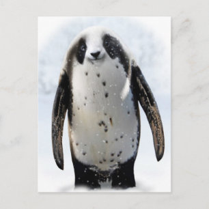 Cartão Postal Salve o Panguim!