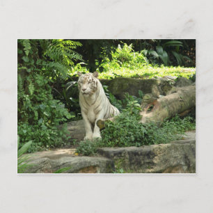 Cartão Postal Salve o Tigre Branco Selvagem