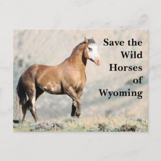 Cartão Postal Salve os Cavalos Selvagens do Cartaz Wyoming