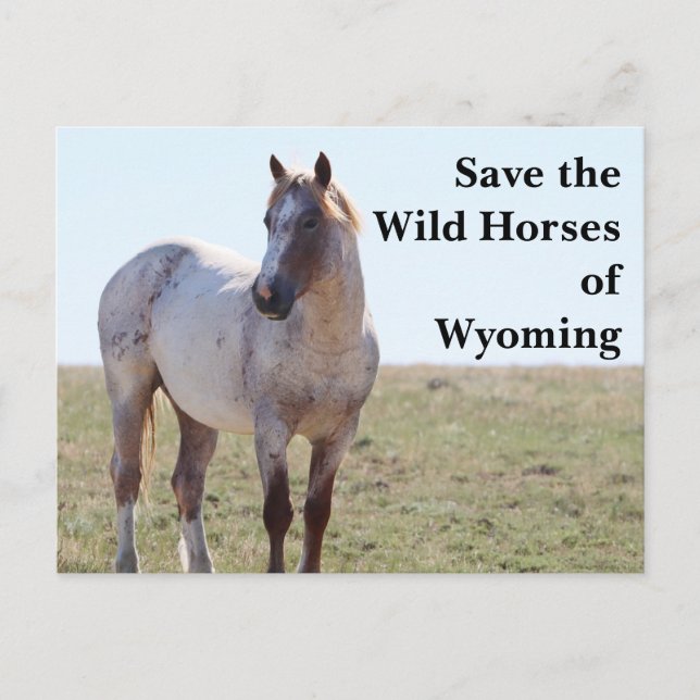Cartão Postal Salve os Cavalos Selvagens do Cartaz Wyoming (Frente)