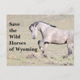 Cartão Postal Salve os Cavalos Selvagens do Cartaz Wyoming