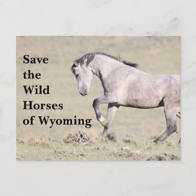 Cartão Postal Salve os Cavalos Selvagens do Cartaz Wyoming (Frente)