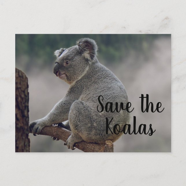 Cartão Postal Salve os Koalas (Frente)