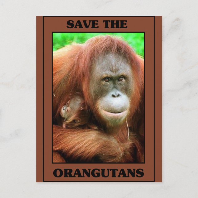 Cartão Postal Salve os Orangutanos (Frente)