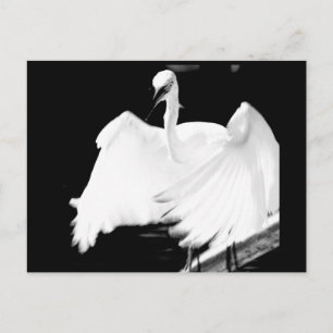 Cartão Postal Salve os Pássaros da Flórida